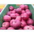 China fresh Huaniu apple of Guansu origin